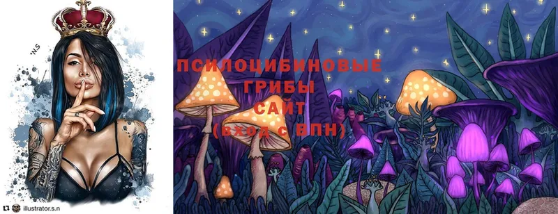 Псилоцибиновые грибы Cubensis  Почеп 